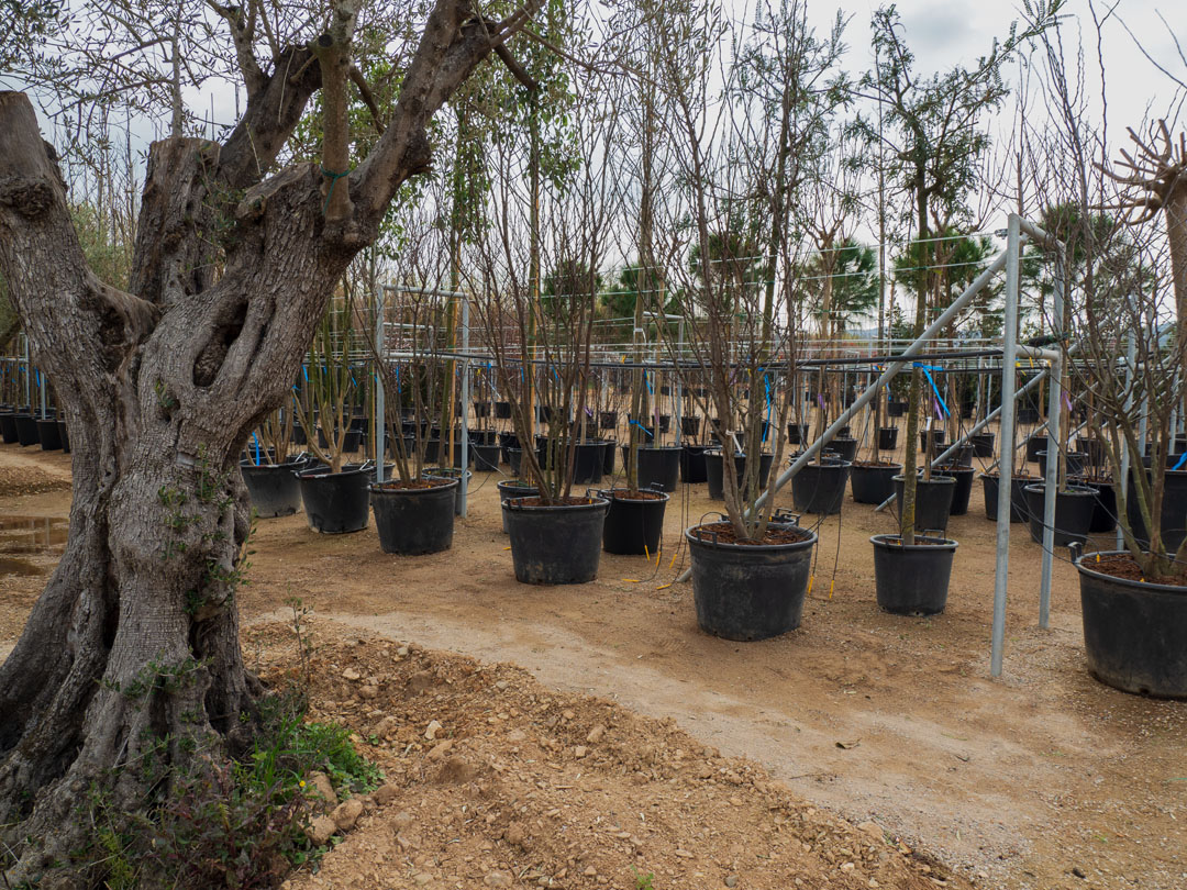 foto Auguero Plantes gran contenidor i arbres de la galeria "$treball" 